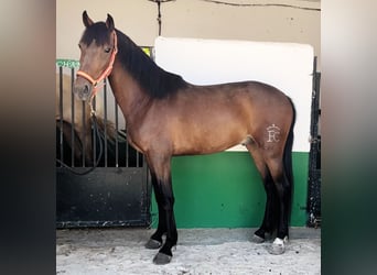 Koń andaluzyjski, Wałach, 3 lat, 155 cm, Gniada