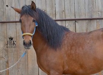 Koń andaluzyjski, Wałach, 3 lat, 155 cm, Gniada