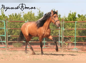 Koń andaluzyjski, Wałach, 3 lat, 155 cm, Jelenia