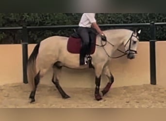 Koń andaluzyjski, Wałach, 3 lat, 155 cm