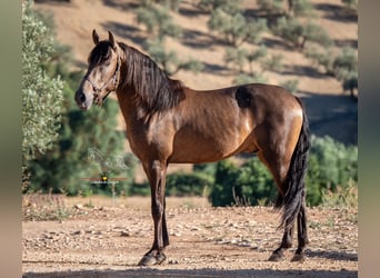 Koń andaluzyjski, Wałach, 3 lat, 156 cm, Bułana