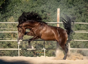 Koń andaluzyjski, Wałach, 3 lat, 156 cm, Bułana