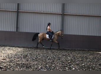 Koń andaluzyjski Mix, Wałach, 3 lat, 157 cm, Bułana