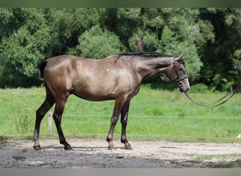 Koń andaluzyjski, Wałach, 3 lat, 157 cm, Siwa