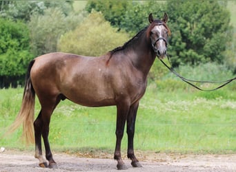 Koń andaluzyjski, Wałach, 3 lat, 157 cm, Siwa
