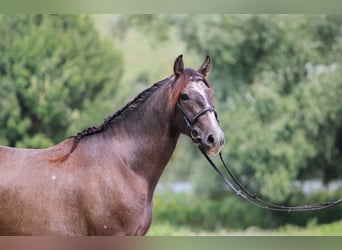 Koń andaluzyjski, Wałach, 3 lat, 157 cm, Siwa