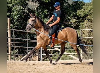 Koń andaluzyjski, Wałach, 3 lat, 158 cm, Bułana