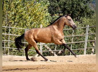 Koń andaluzyjski, Wałach, 3 lat, 158 cm, Bułana