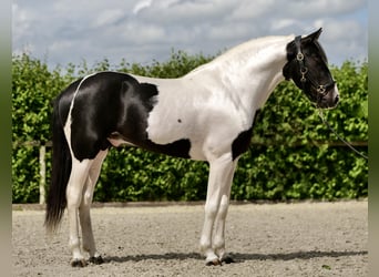 Koń andaluzyjski, Wałach, 3 lat, 158 cm, Srokata