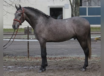 Koń andaluzyjski, Wałach, 3 lat, 159 cm, Siwa