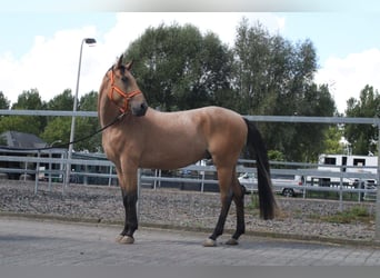 Koń andaluzyjski Mix, Wałach, 3 lat, 160 cm, Bułana