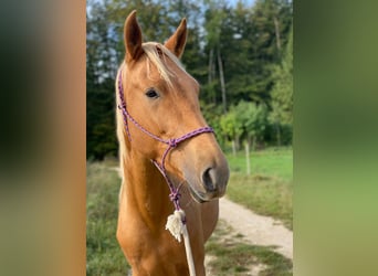 Koń andaluzyjski, Wałach, 3 lat, 160 cm, Izabelowata