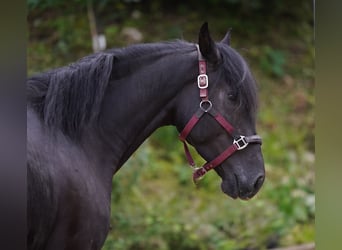 Koń andaluzyjski, Wałach, 3 lat, 160 cm, Kara