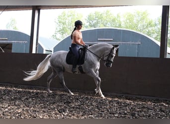 Koń andaluzyjski Mix, Wałach, 3 lat, 160 cm, Siwa