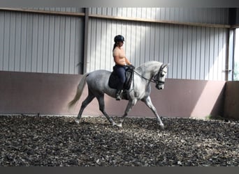 Koń andaluzyjski Mix, Wałach, 3 lat, 160 cm, Siwa