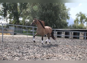 Koń andaluzyjski Mix, Wałach, 3 lat, 162 cm, Gniadodereszowata