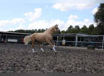 Koń andaluzyjski Mix, Wałach, 3 lat, 162 cm, Izabelowata