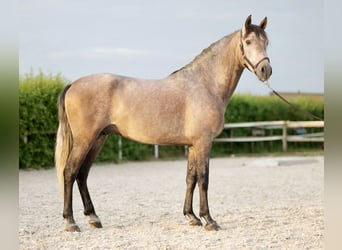 Koń andaluzyjski, Wałach, 3 lat, 162 cm, Siwa