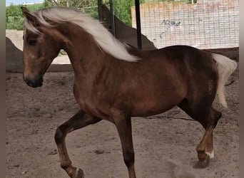 Koń andaluzyjski, Wałach, 3 lat, 163 cm, Bułana