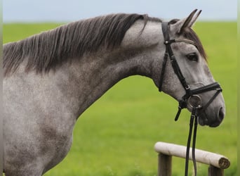 Koń andaluzyjski, Wałach, 3 lat, 163 cm, Siwa