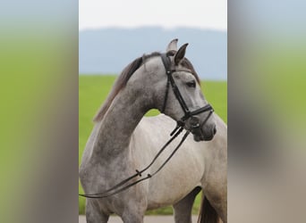 Koń andaluzyjski, Wałach, 3 lat, 163 cm, Siwa