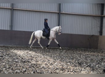 Koń andaluzyjski Mix, Wałach, 3 lat, 167 cm, Cremello