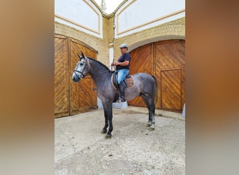 Koń andaluzyjski, Wałach, 3 lat, 171 cm, Siwa
