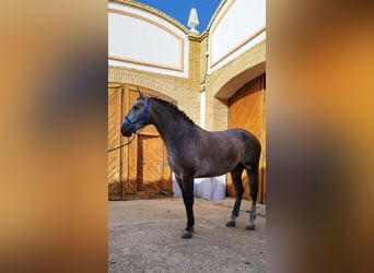 Koń andaluzyjski, Wałach, 3 lat, 171 cm, Siwa