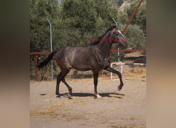 Koń andaluzyjski, Wałach, 3 lat, Siwa
