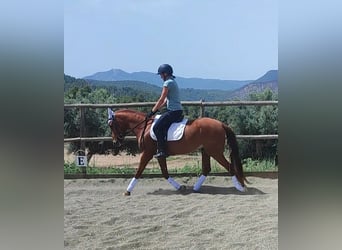 Koń andaluzyjski, Wałach, 4 lat, 146 cm, Kasztanowata