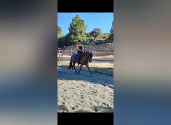 Koń andaluzyjski, Wałach, 4 lat, 146 cm, Kasztanowata