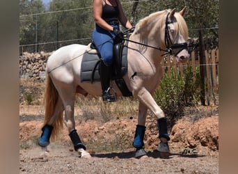 Koń andaluzyjski, Wałach, 4 lat, 149 cm, Cremello