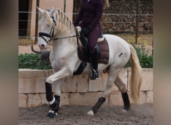 Koń andaluzyjski, Wałach, 4 lat, 149 cm, Cremello