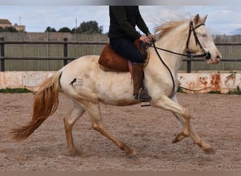 Koń andaluzyjski, Wałach, 4 lat, 150 cm, Cremello