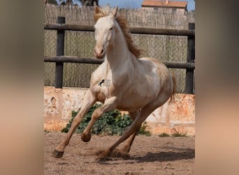 Koń andaluzyjski, Wałach, 4 lat, 150 cm, Cremello