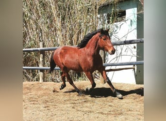 Koń andaluzyjski, Wałach, 4 lat, 150 cm, Gniada
