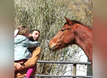 Koń andaluzyjski, Wałach, 4 lat, 150 cm, Gniada