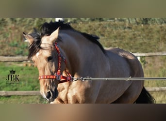 Koń andaluzyjski, Wałach, 4 lat, 151 cm, Bułana