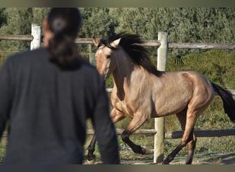 Koń andaluzyjski, Wałach, 4 lat, 151 cm, Bułana