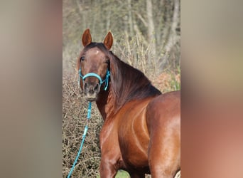 Koń andaluzyjski, Wałach, 4 lat, 151 cm, Ciemnokasztanowata