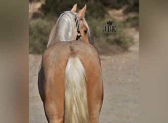 Koń andaluzyjski, Wałach, 4 lat, 152 cm, Izabelowata