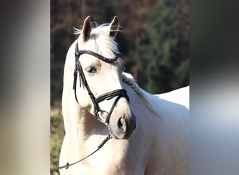 Koń andaluzyjski Mix, Wałach, 4 lat, 152 cm, Perlino