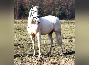 Koń andaluzyjski Mix, Wałach, 4 lat, 152 cm, Perlino