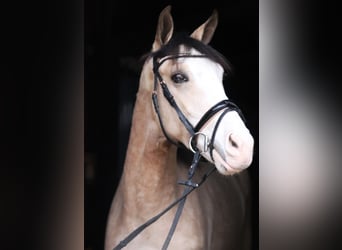 Koń andaluzyjski Mix, Wałach, 4 lat, 152 cm, Srokata
