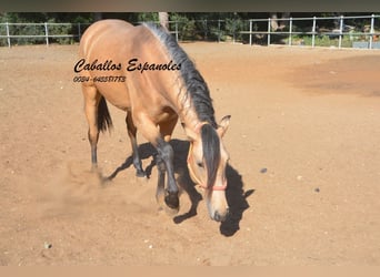 Koń andaluzyjski, Wałach, 4 lat, 153 cm, Bułana