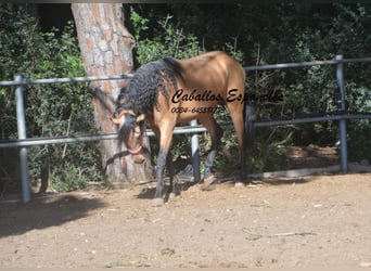 Koń andaluzyjski, Wałach, 4 lat, 153 cm, Bułana
