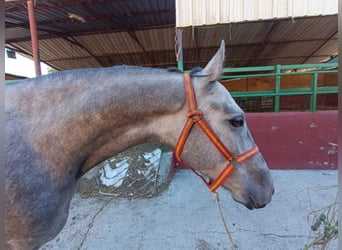 Koń andaluzyjski, Wałach, 4 lat, 153 cm, Siwa