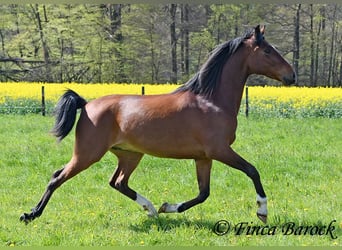 Koń andaluzyjski, Wałach, 4 lat, 154 cm, Gniada