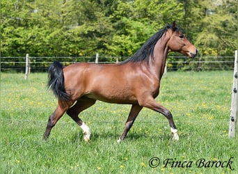 Koń andaluzyjski, Wałach, 4 lat, 154 cm, Gniada