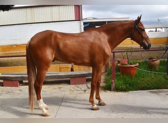 Koń andaluzyjski, Wałach, 4 lat, 154 cm, Kasztanowata